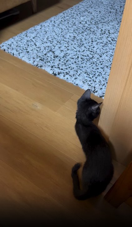 柱から顔を覗かせる子猫