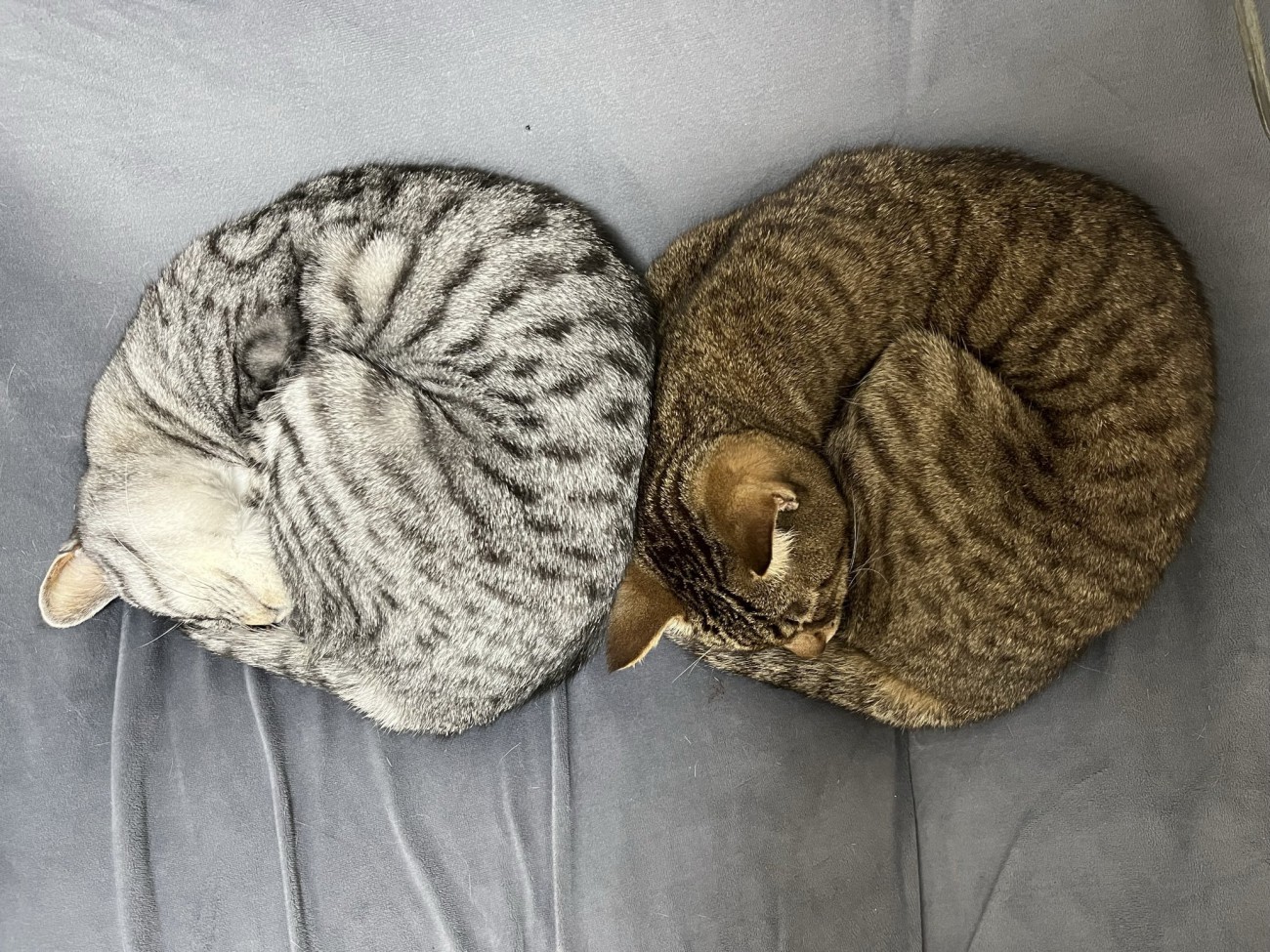 双子猫のベーグル