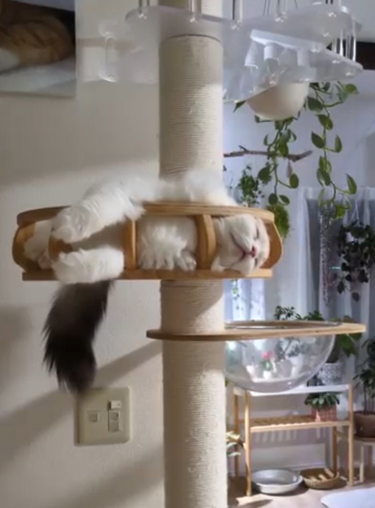 キャットタワーの上に寝転がるスコティッシュフォールド