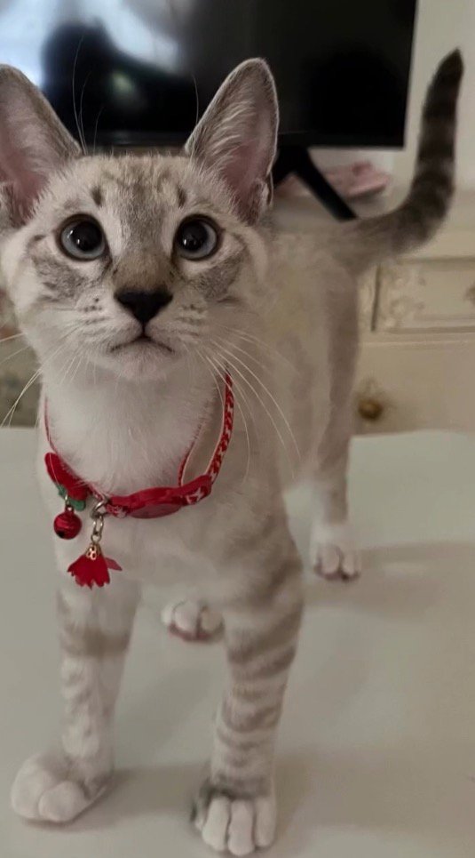 テーブルの上に立つ猫