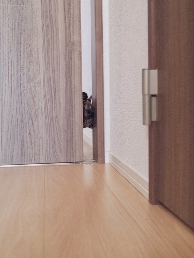 ドアから顔を出すすずりちゃん