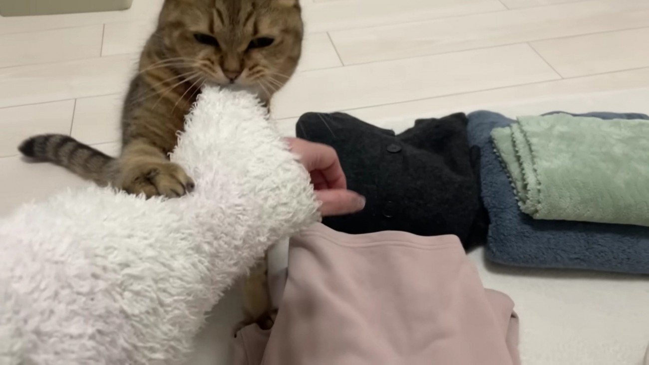 飼い主さんの袖口を噛むみにらくん