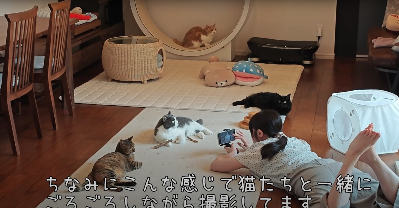 くつろぐ4匹の猫