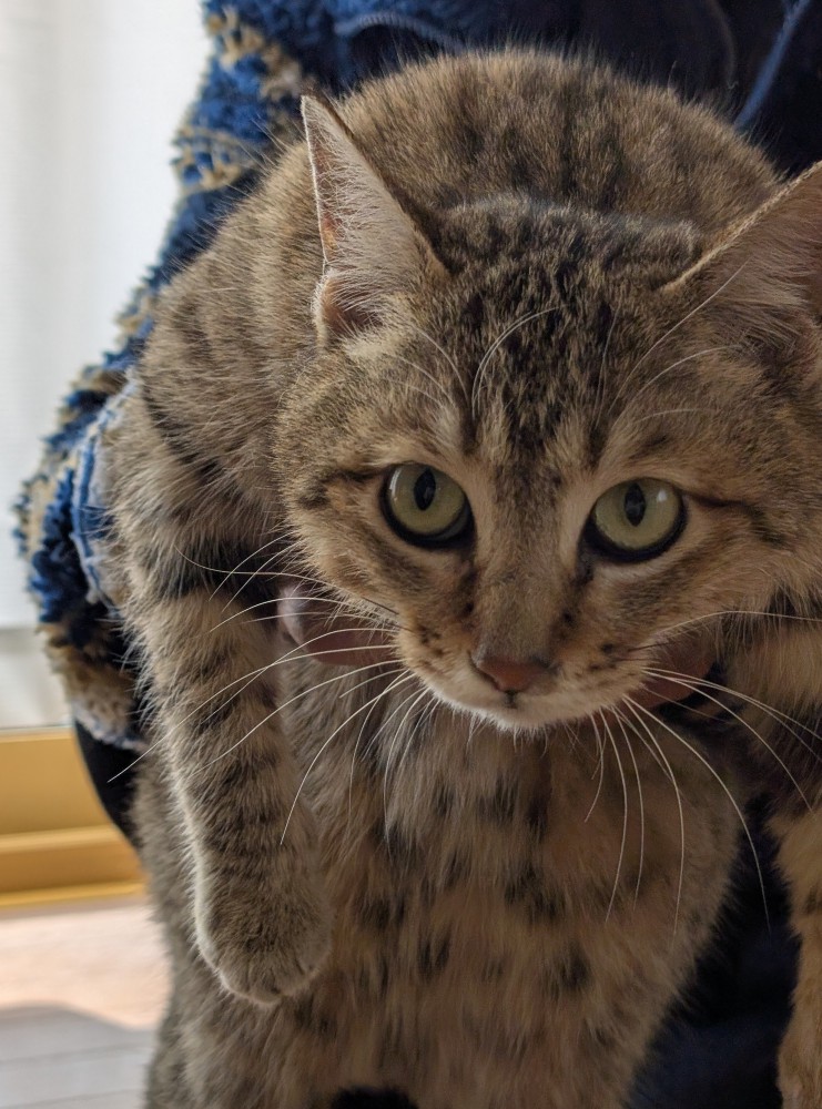 持ち上げられる猫