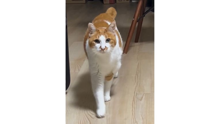 室内にいる猫