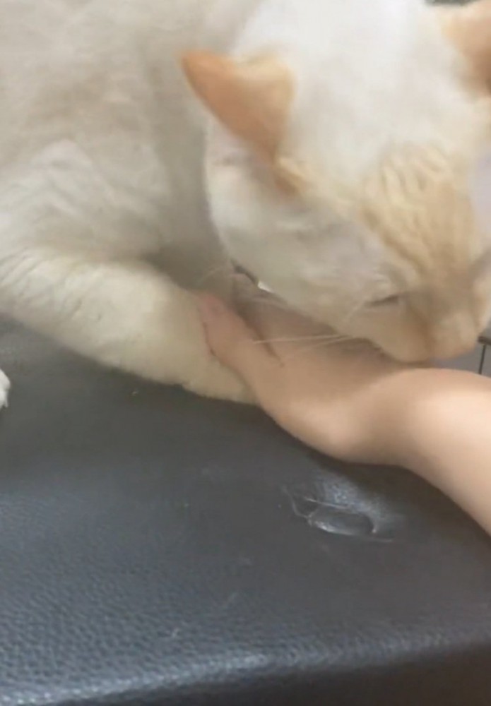 手を噛もうとする猫