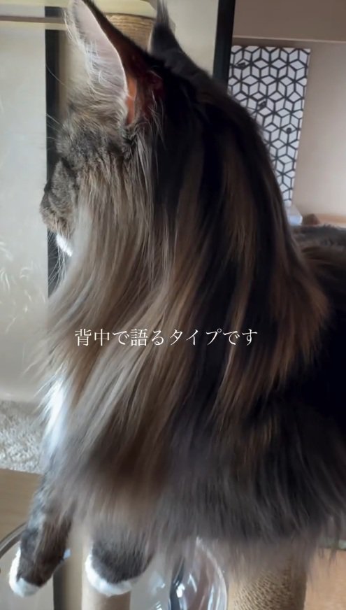 猫の横顔