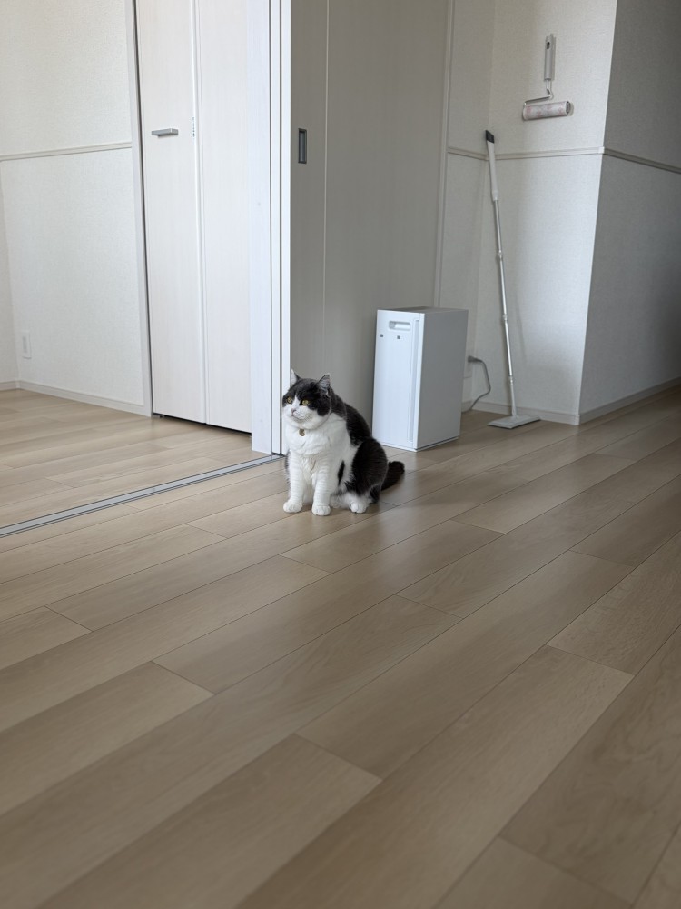 前を見る猫