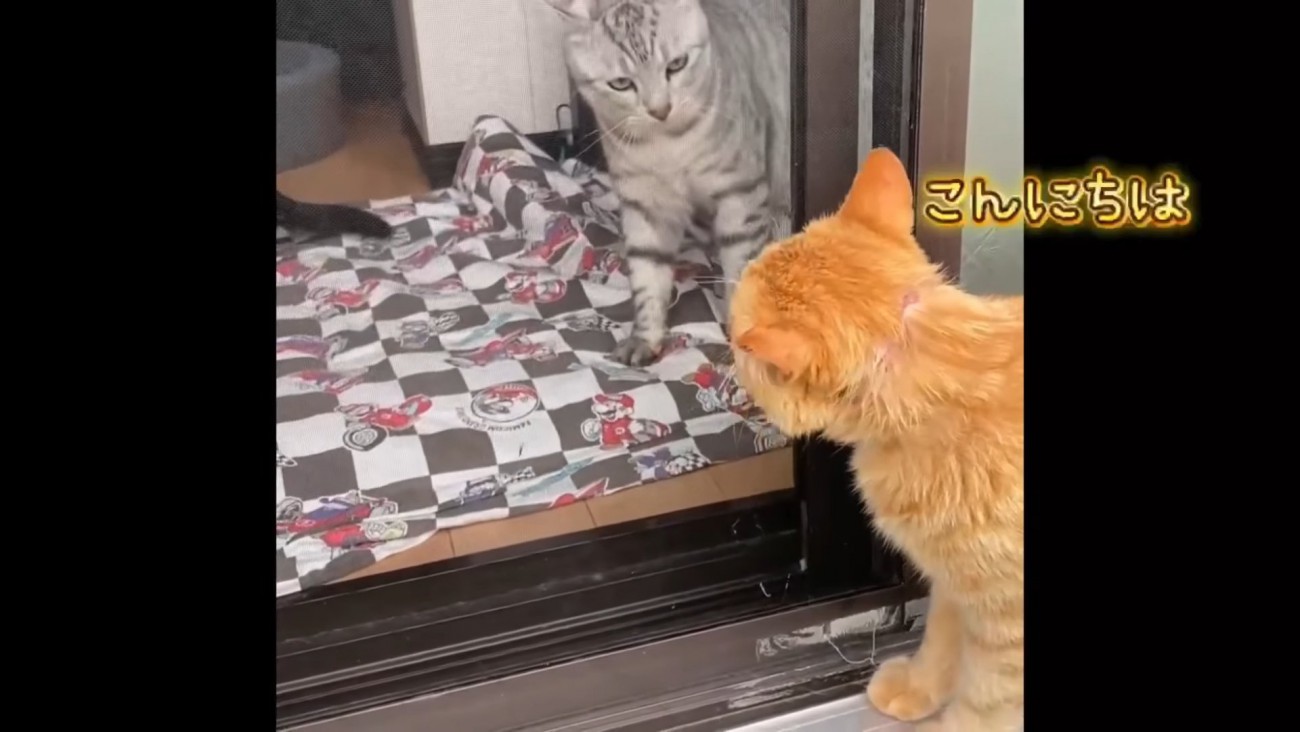 家の中をのぞく茶トラ猫