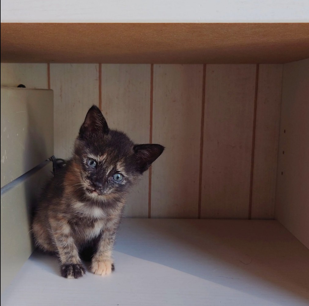 こちらを見つめる子猫