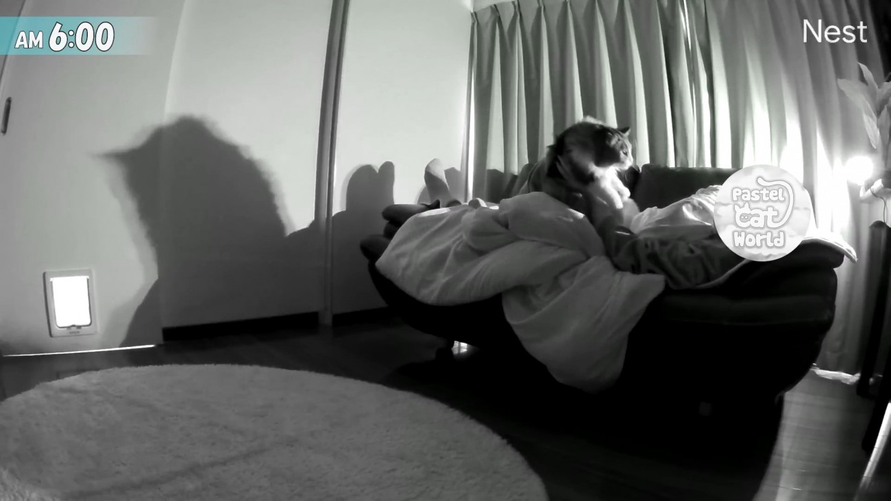 持ち上げられる猫