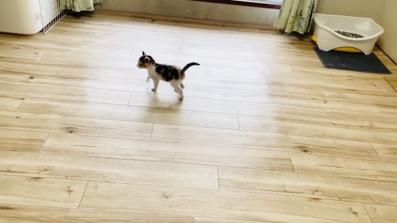 部屋の中を歩き回る子猫