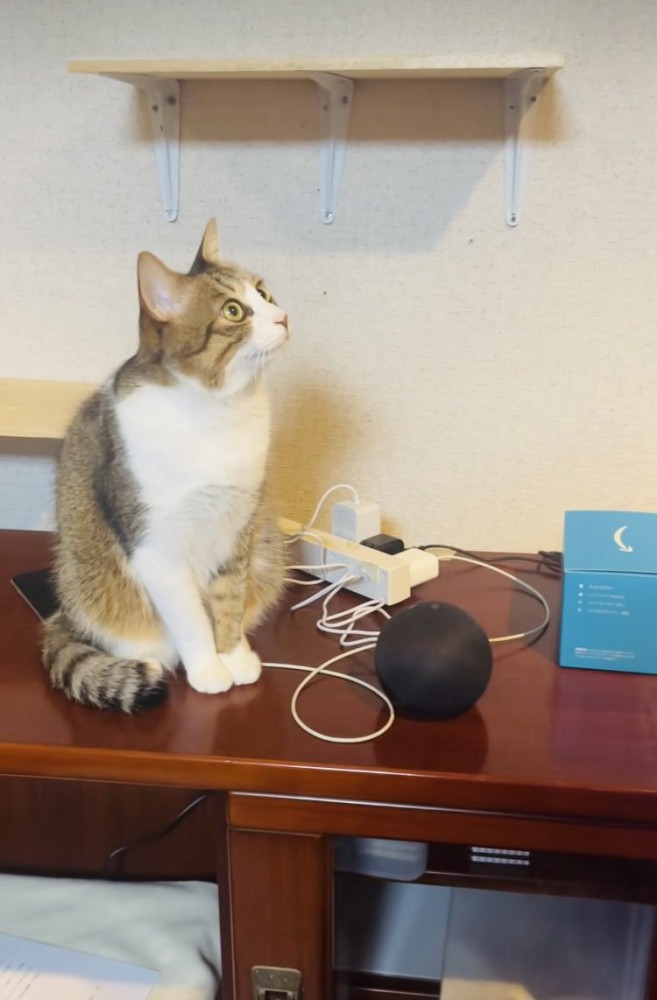 スマートスピーカーから出る猫の鳴き声に反応する保護猫
