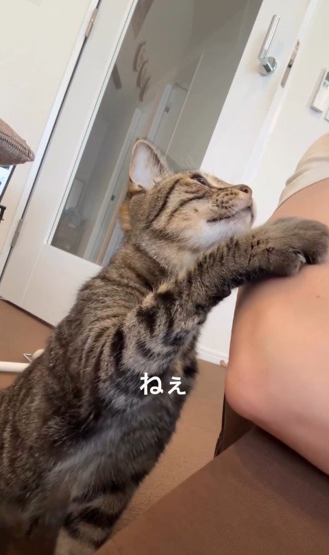 人に向かって手を伸ばしている猫