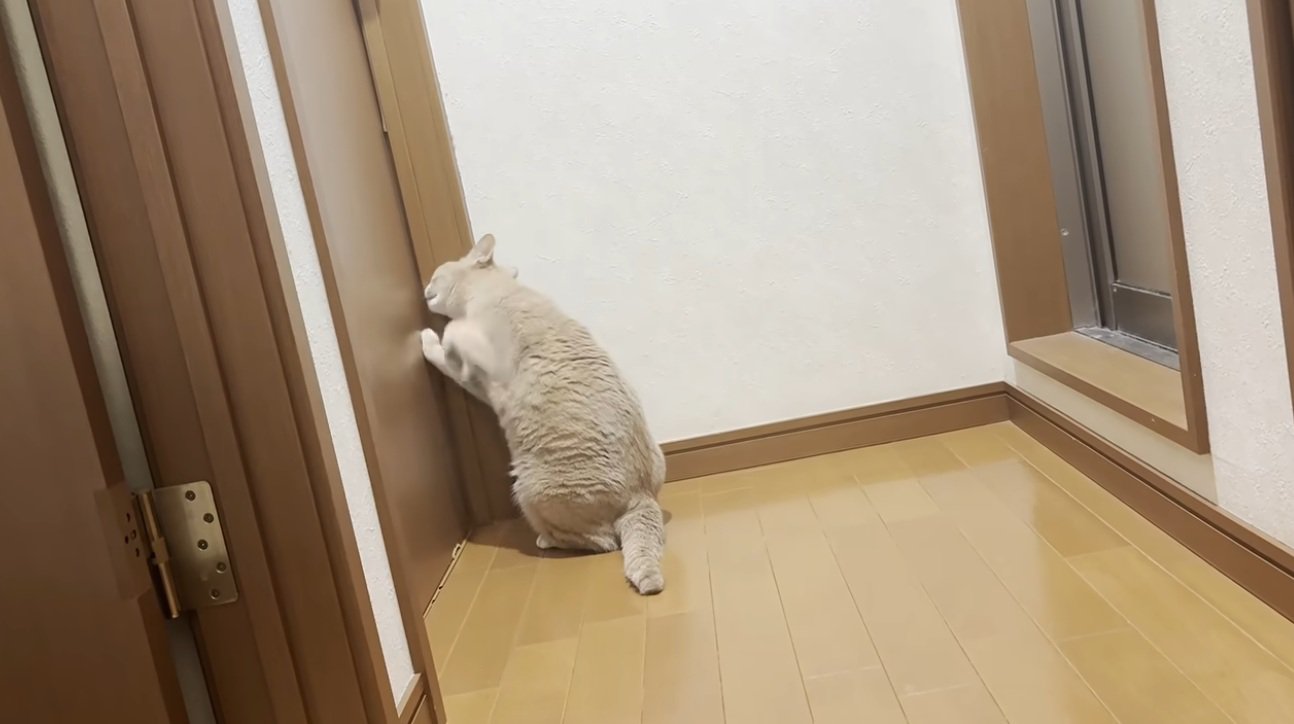 ドアをひっかいている猫