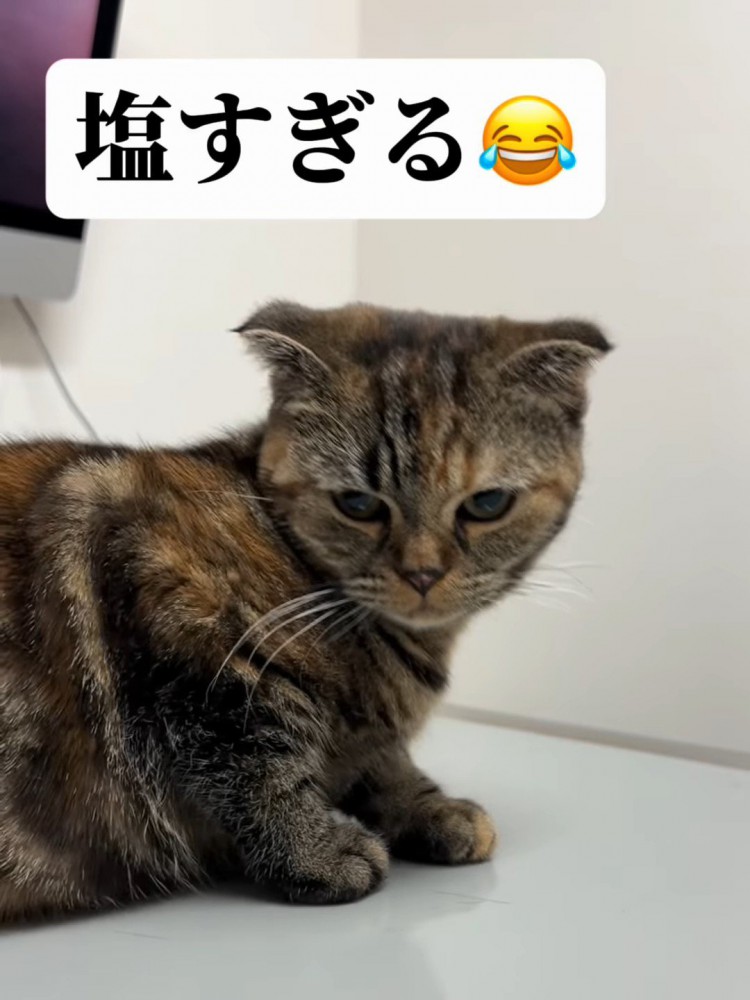 下を向く猫