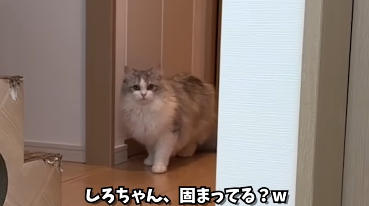驚いて固まっている猫