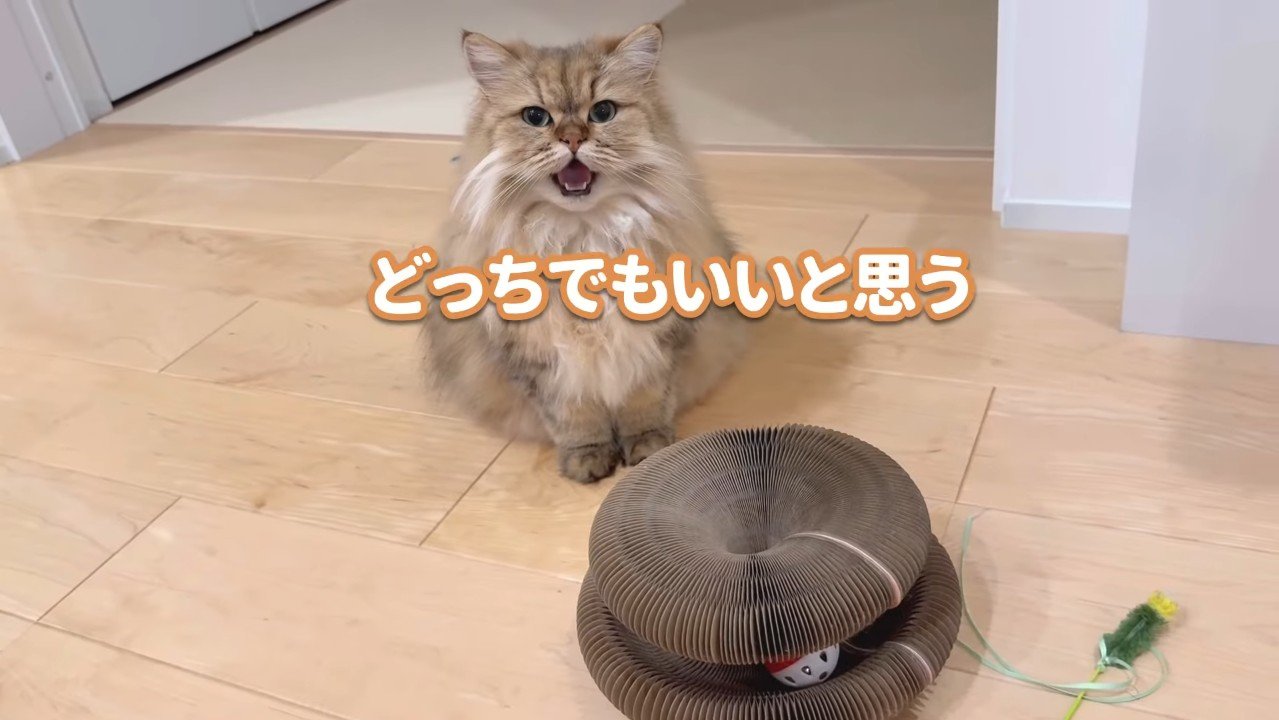 どっちでもいいと思う