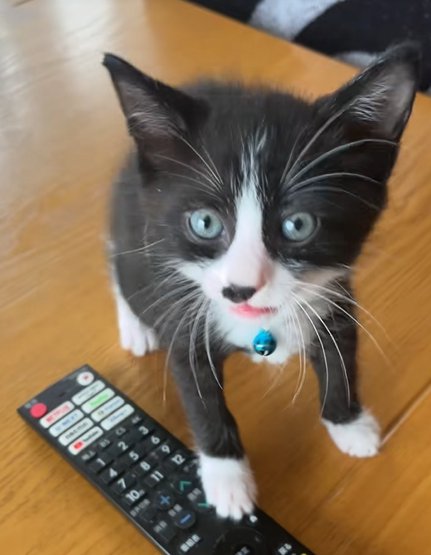 カメラ目線で立ち上がる猫