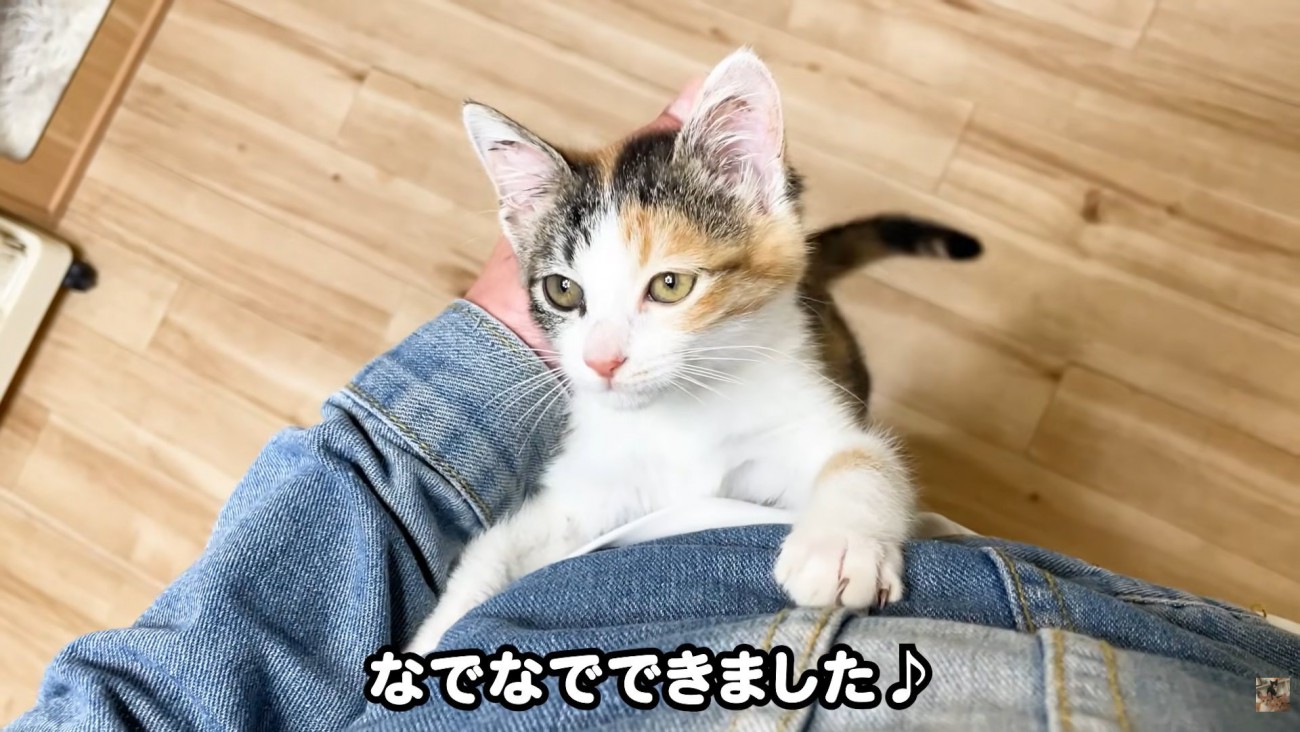 テロップ「なでなでできました」