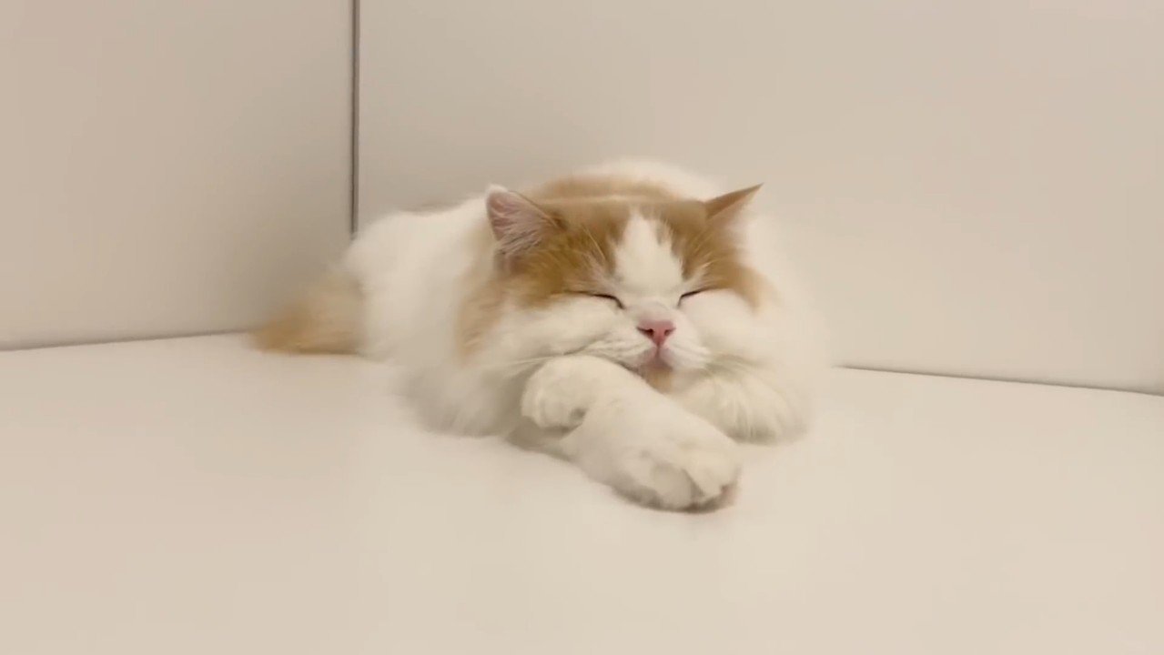 眠る姿