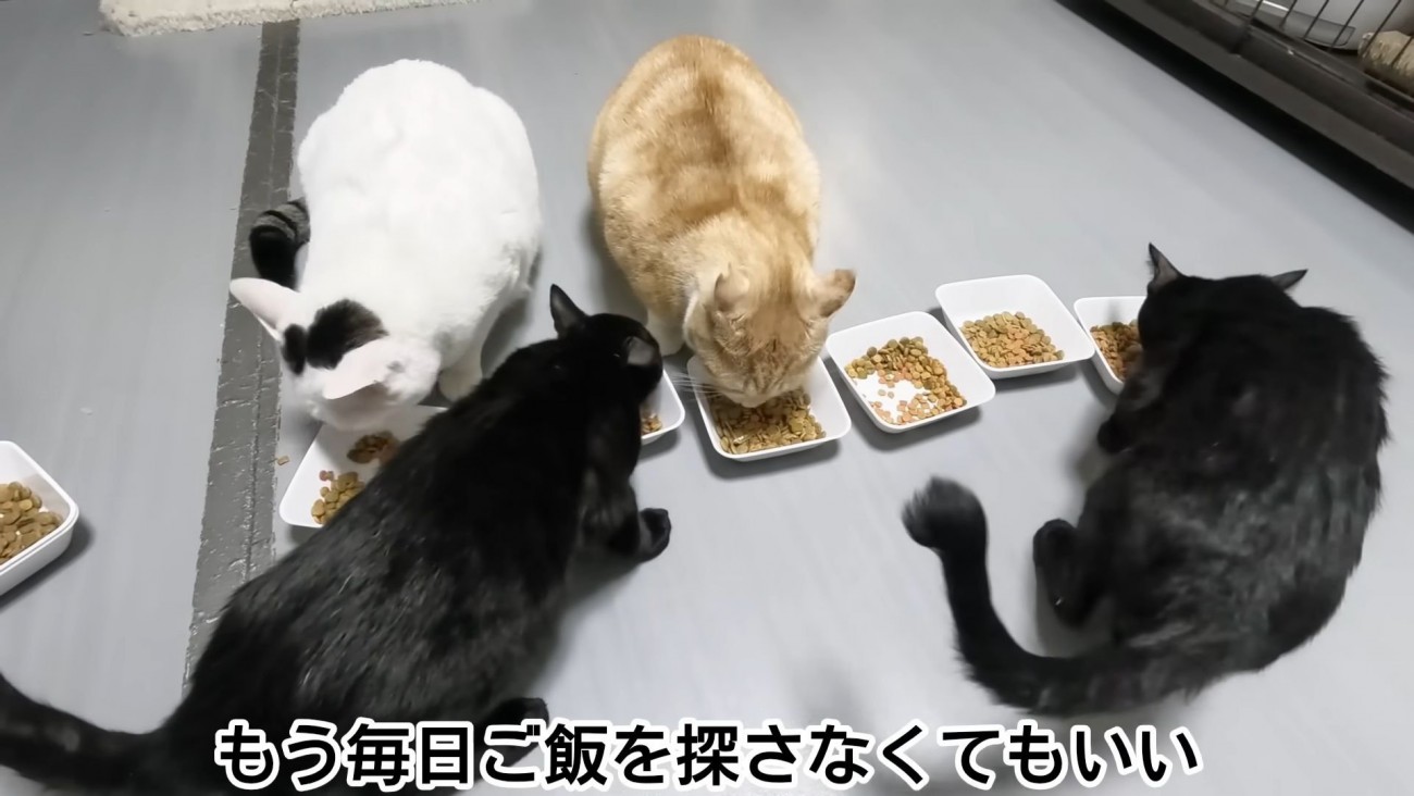 テロップ「もう毎日ご飯を～」