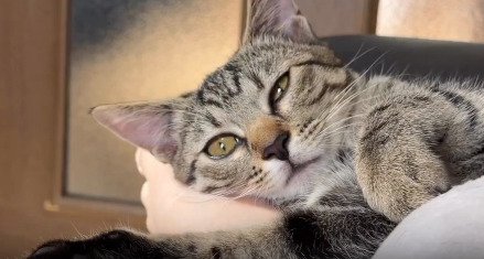 飼い主の足を枕にする子猫