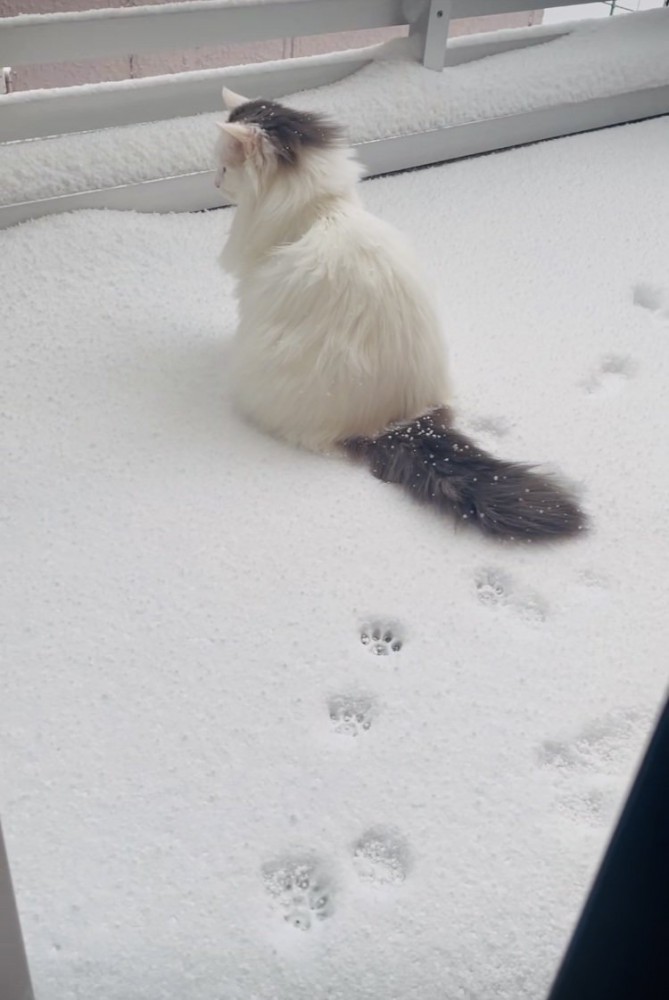 庭の雪の上に座るノルウェージャン