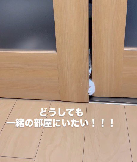 ドアの隙間に前足を入れる猫