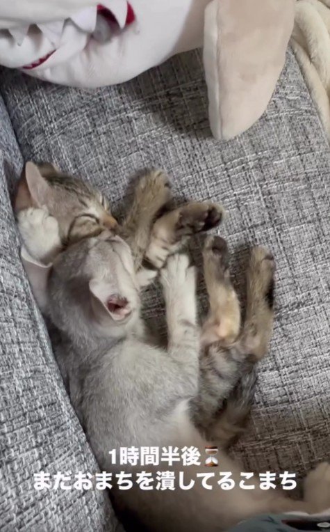 ソファで寝ている2匹の子猫