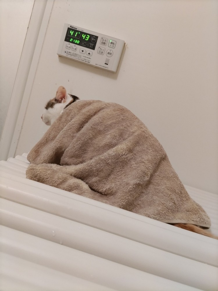 お風呂のフタの上に座る猫