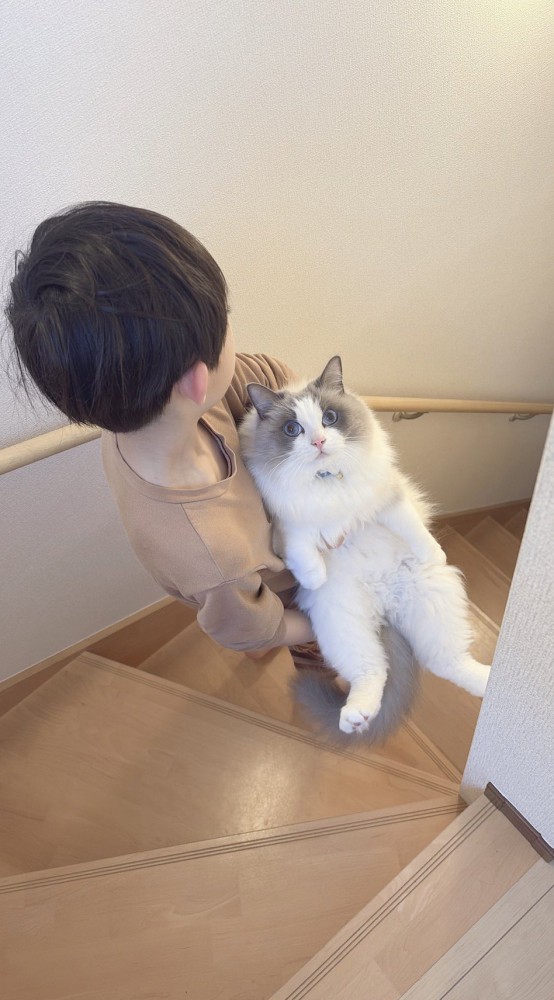 3年前と同じように、猫を抱き抱えながら階段を降りていく男の子