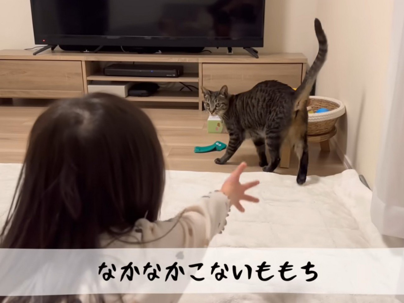 警戒している猫