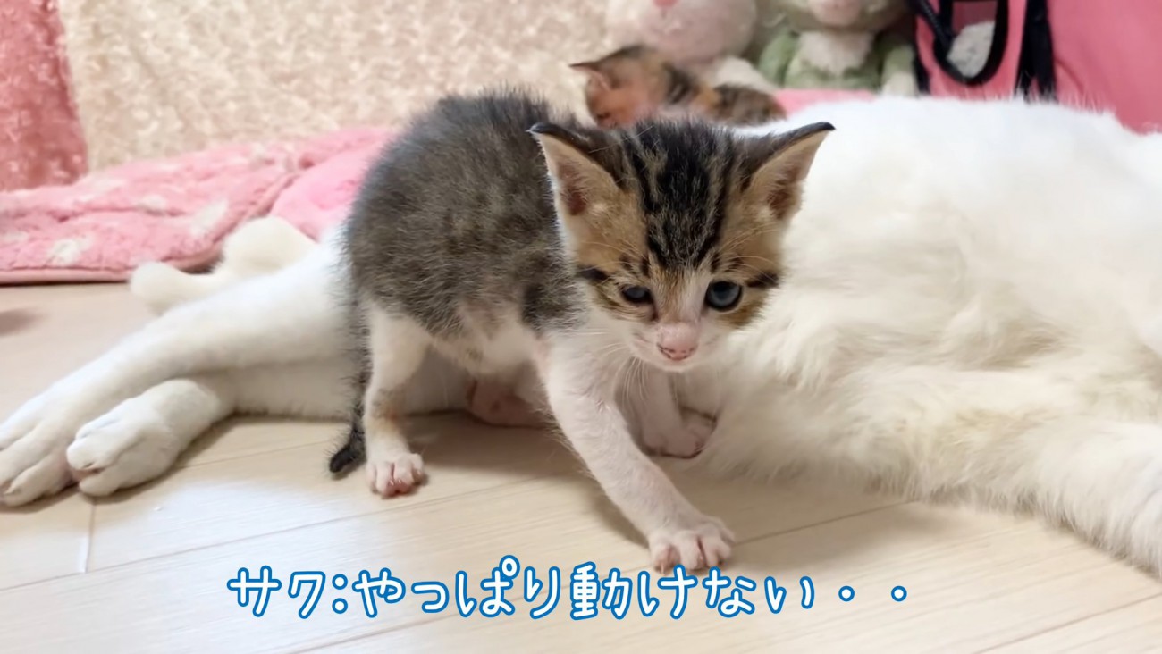 動けない子猫