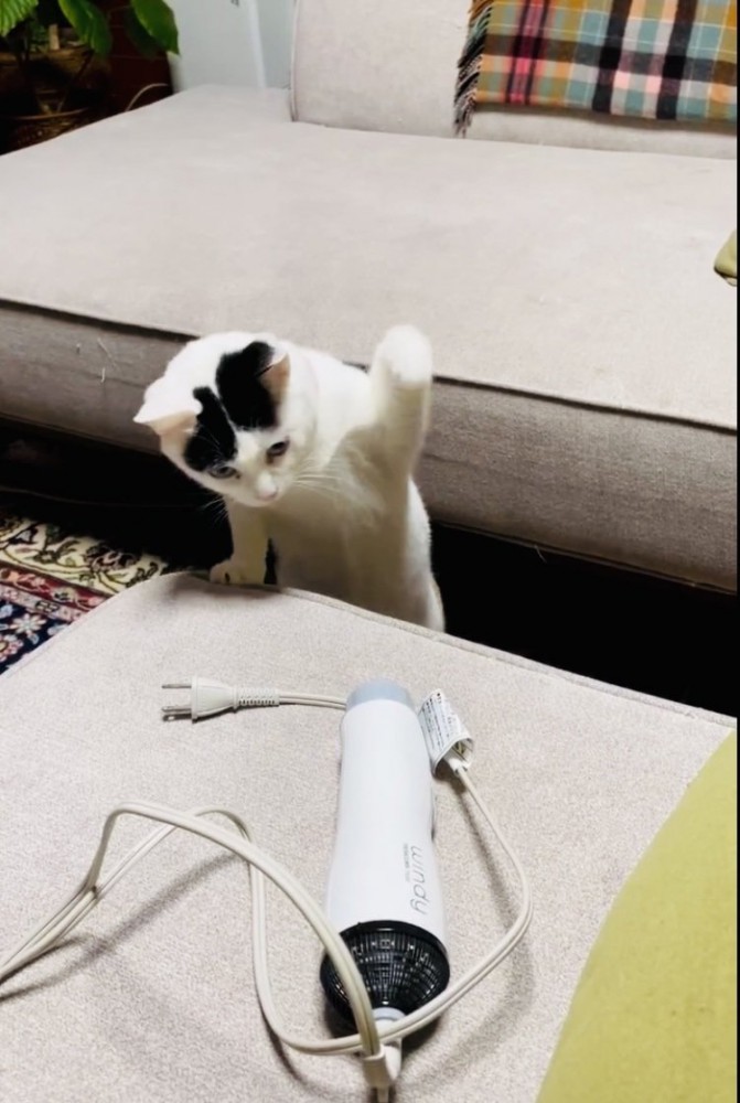 ドライヤーにパンチする三毛猫