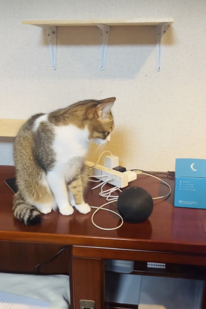 猫の鳴き声の出所を見つけて保護猫