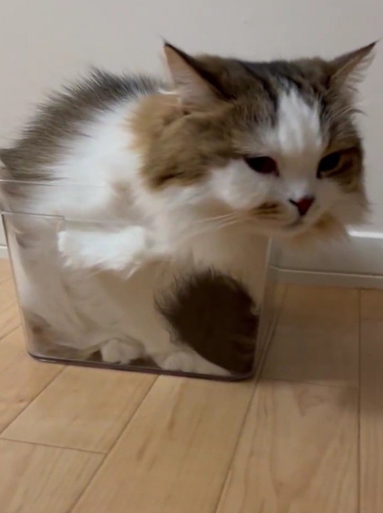 ケースに入る猫