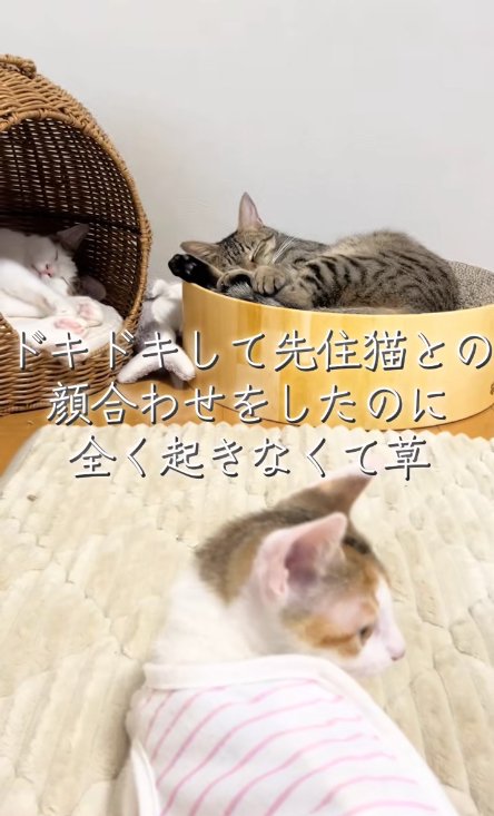 奥で寝ている2匹の猫と右を向く子猫（子猫ピンボケ）