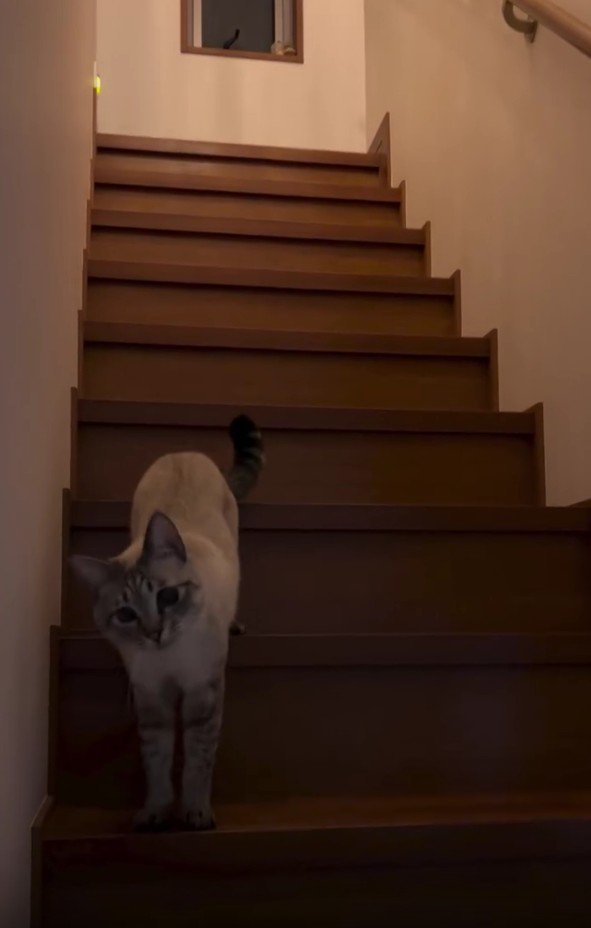 階段を下りてくる猫