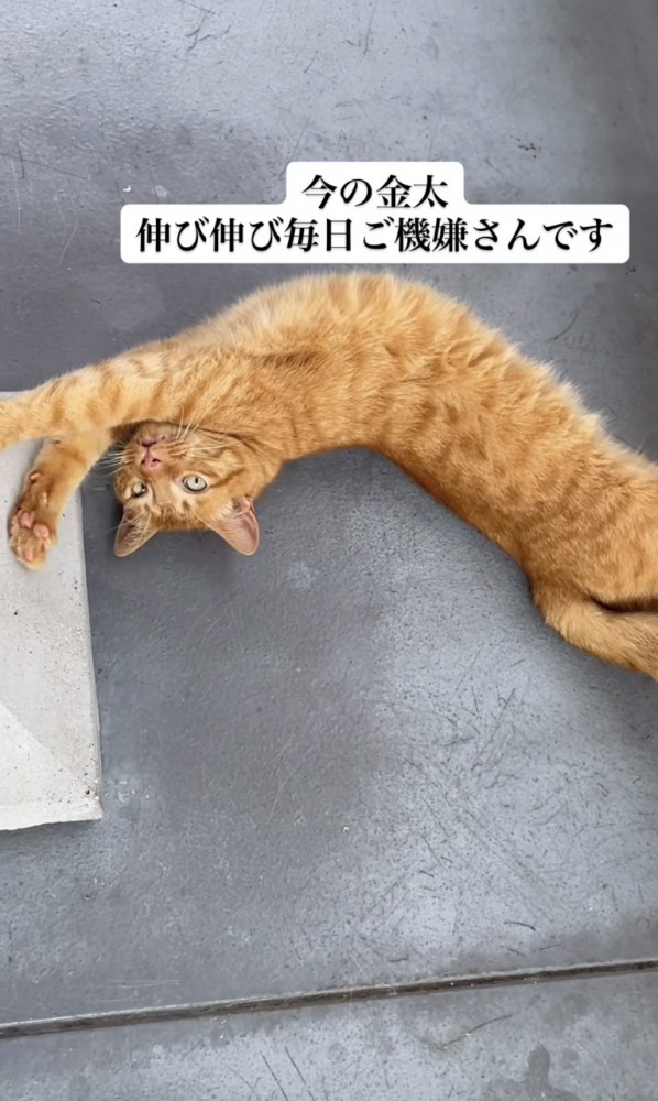 「今の金太...」のテロップ写真