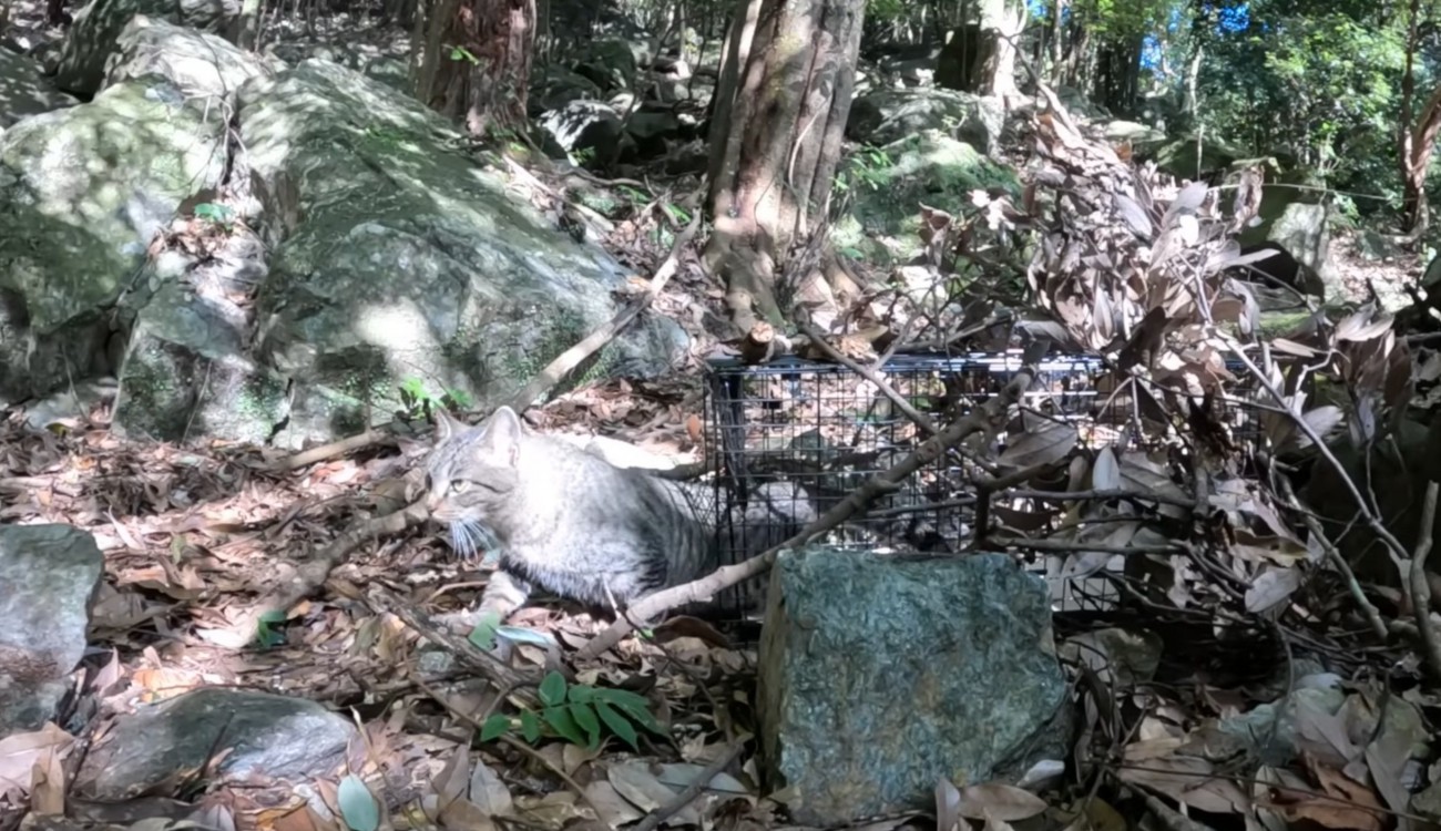捕獲器から出る猫