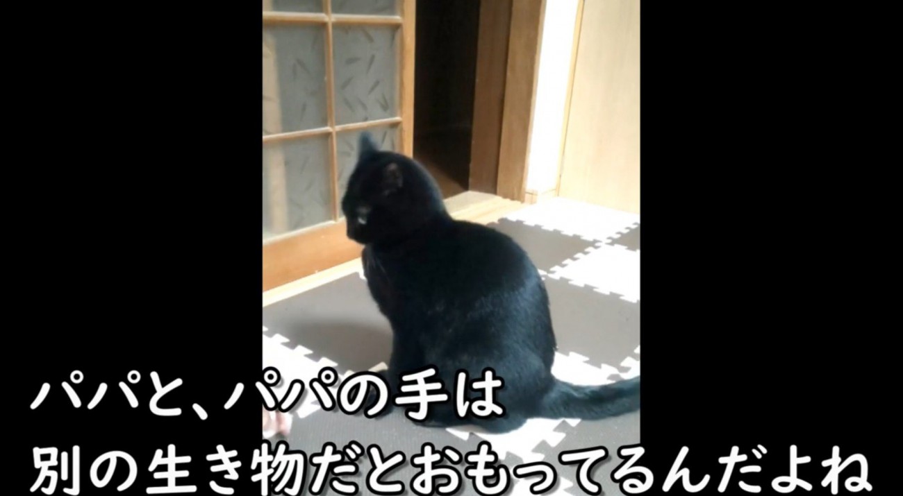 下を向く黒猫