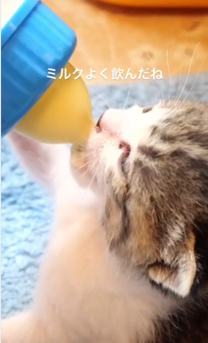 ミルクを飲んでいる子猫