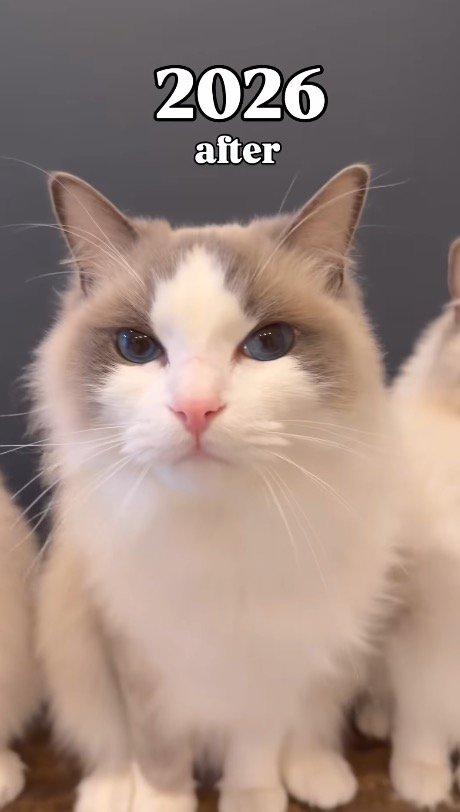 カメラに顔を近づける猫