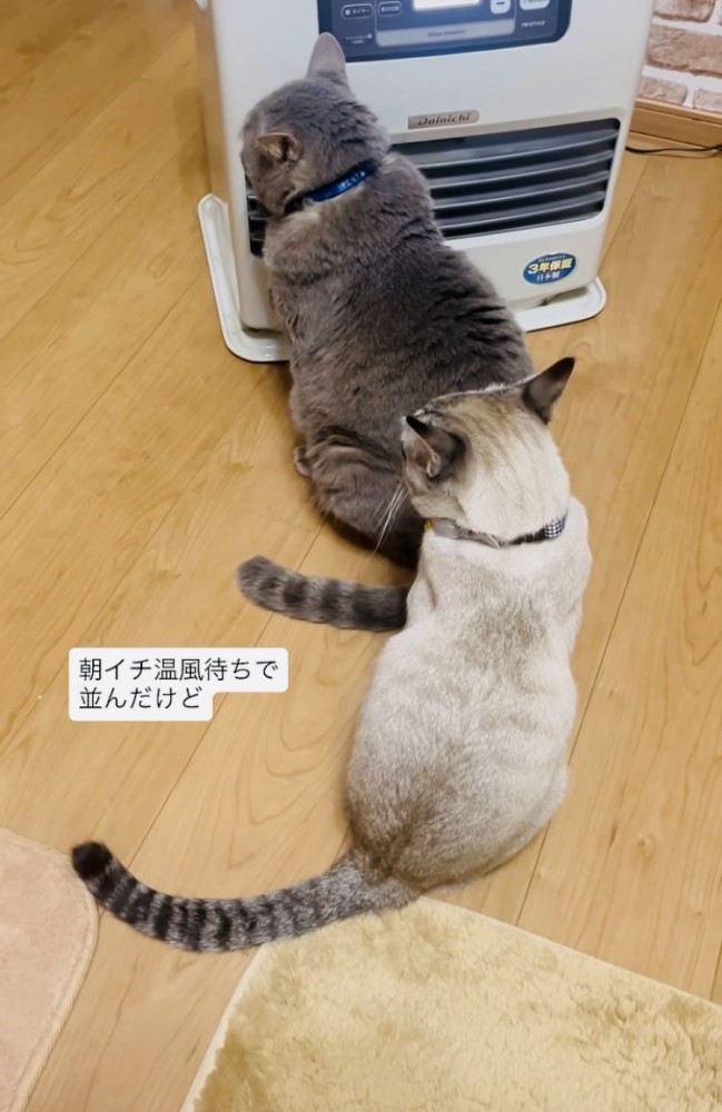 ストーブに並ぶグレートラ猫とシャムトラ猫
