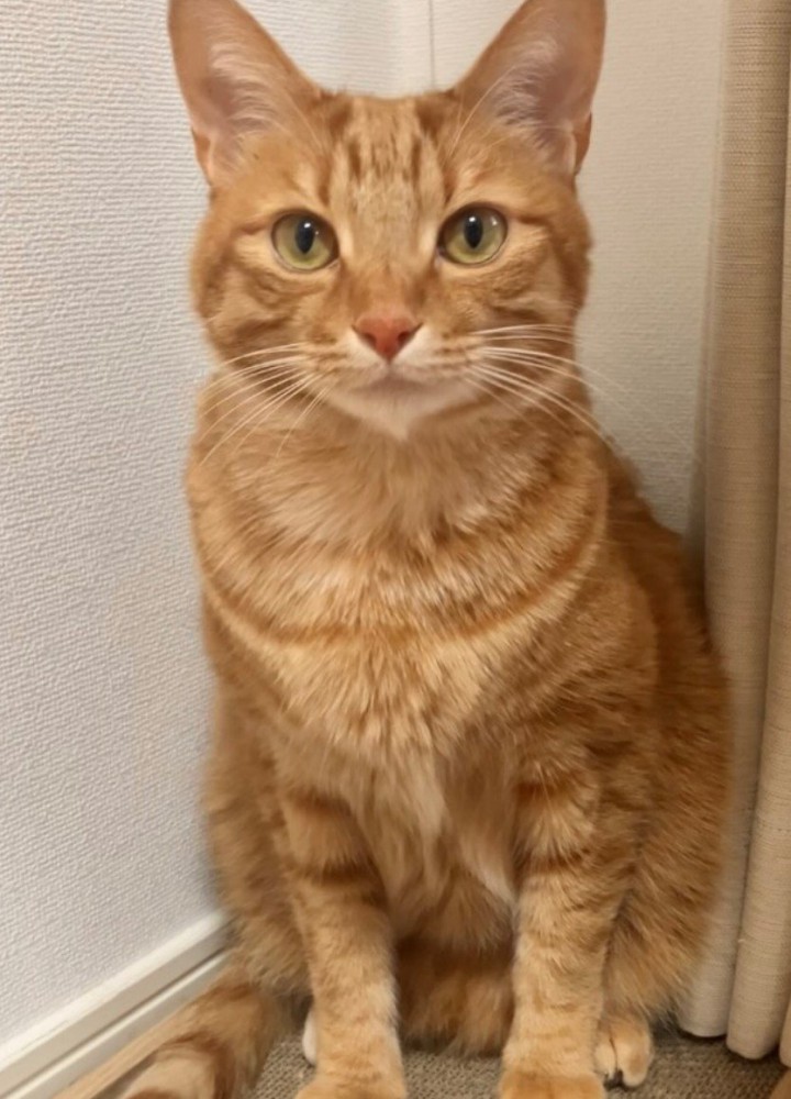 真顔で座ってこっちを見る猫