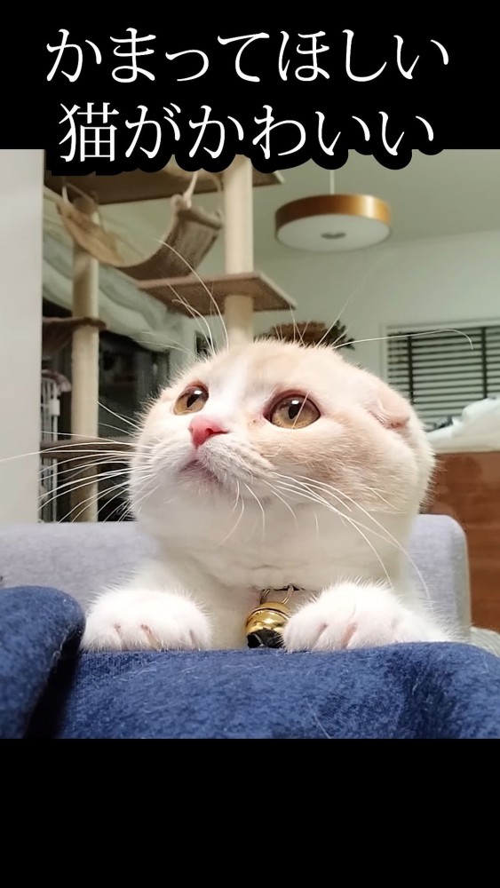 飼い主の脚に手を置く猫
