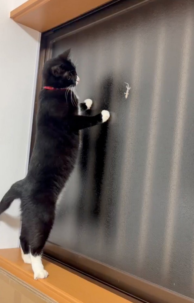 ヤモリを見つめる猫