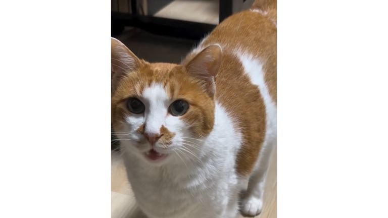 室内にいる猫