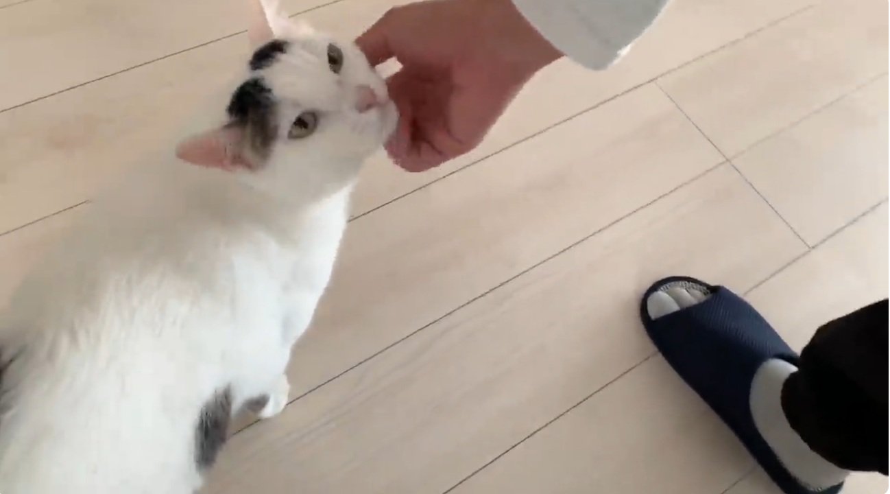 あごをなでられている猫